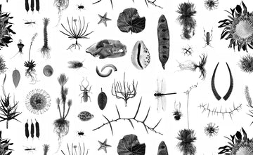 Cabinet of Natural Curiosities (white)